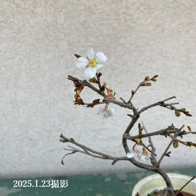 �ġ���ǻ�����������ʡ�*���ʤΤ��󤵤��顡������