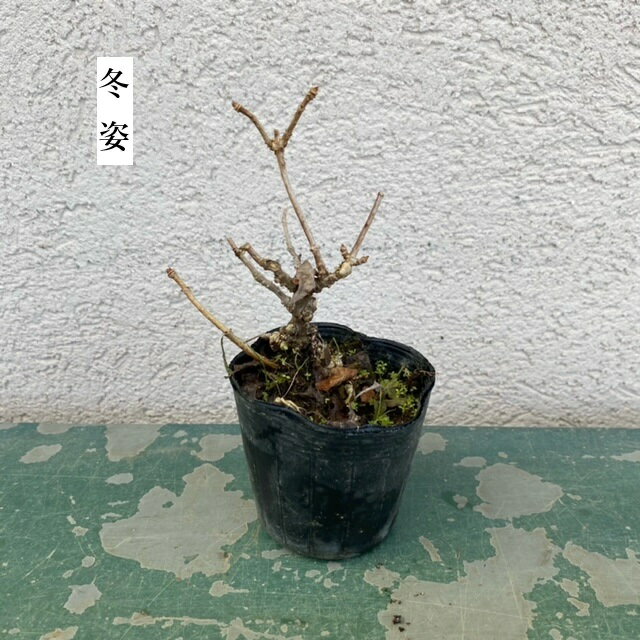 �ġ��Τꤦ�Ĥ�*���Υꥦ�ĥ�