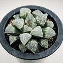 多肉植物:ハオルチア クリスティーB*幅6cm 現品!一品限り