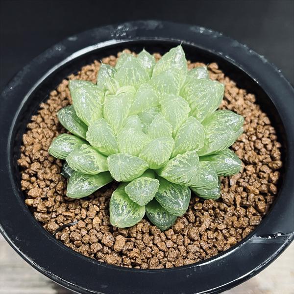 楽天市場】光 オブツーサ(観葉植物|花・観葉植物):花 楽天市場】光 オブツーサ(観葉植物|花・観葉植物):花