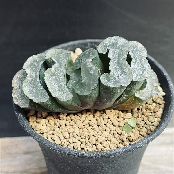 多肉植物：ハオルチア　玉扇　駿府*幅8cm　現品！一品限り