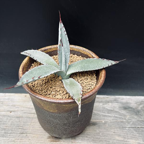 多肉植物：アガベ パルメリー 陶器鉢*幅13cm　現品！一品限り