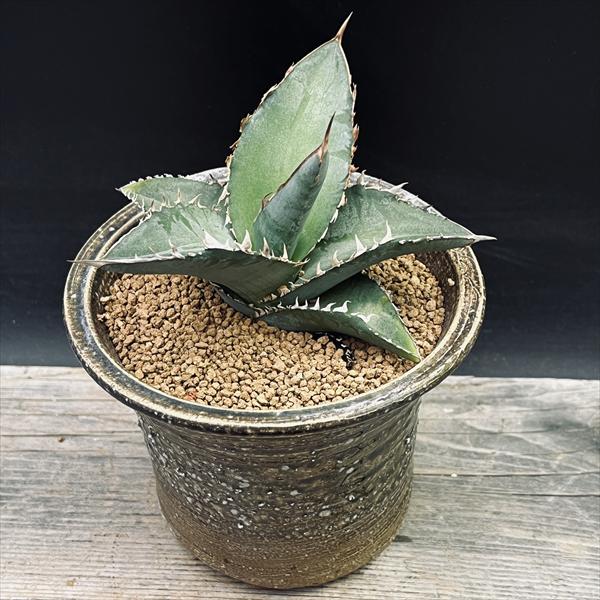 多肉植物：アガベ オテロイ　陶器鉢*幅12cm　現品！一品限り