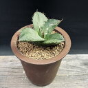 多肉植物:アガベ オテロイ 陶器鉢*幅8cm 現品!一品限り