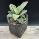 多肉植物:アガベ オテロイ 陶器鉢*幅9.5cm 現品!一品限り