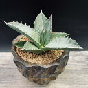 多肉植物:アガベ オテロイ 陶器鉢*幅10cm 現品!一品限り