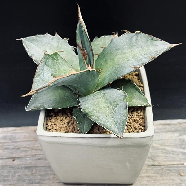 多肉植物：アガベ オテロイ　陶器鉢*幅12cm　現品！一品限り