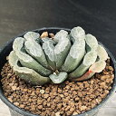 多肉植物:ハオルチア 玉扇*幅7cm 現品!一品限り