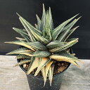 多肉植物:ハオルチア 瑠璃殿錦*幅12cm 現品!一品限り