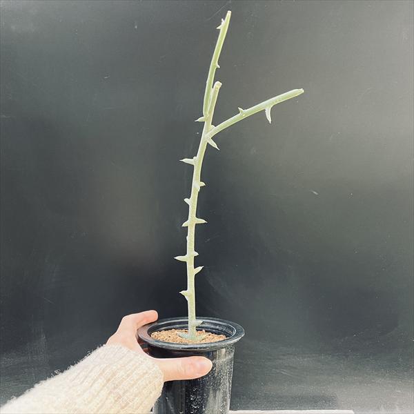 コーデックス：アデニア　グロボーサ　挿し木*幅3cm