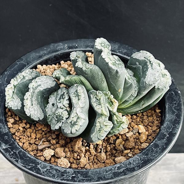 Rakuten - 多肉植物：ハオルチア　玉扇*幅9.5cm　現品！一品限り