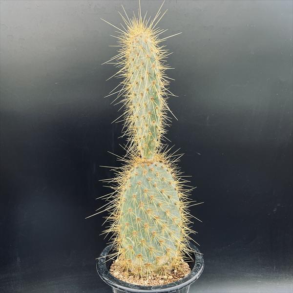 サボテン：ガラパゴスウチワ*全幅9cm　現品！一品限り