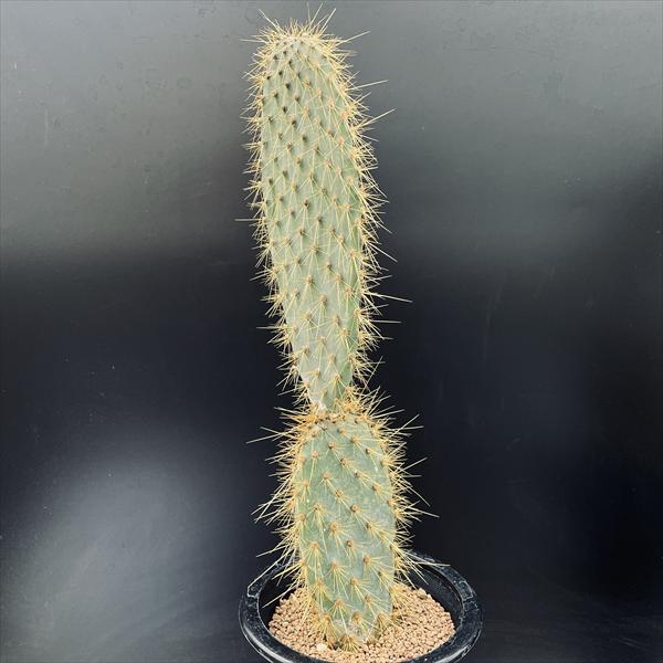 サボテン：ガラパゴスウチワ*全幅9cm　現品！一品限り