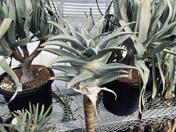 ¿����ʪ�����������ԥ�󥷡�*��30cm�����ʡ����ʸ¤ꡡ��ŹƬ�ˤƤ��Ϥ���ȯ���ϤǤ��ޤ����