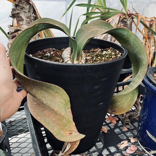 ¿����ʪ�������륦���å������ߥ�ӥꥹ������ŷ��*��36cm�����ʡ����ʸ¤ꡡ��ŹƬ�ˤƤ��Ϥ���ȯ���ϤǤ��ޤ����