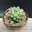 多肉植物:ハオルチア 光るオブツーサ 信楽焼 竹鳳鉢*幅6cm