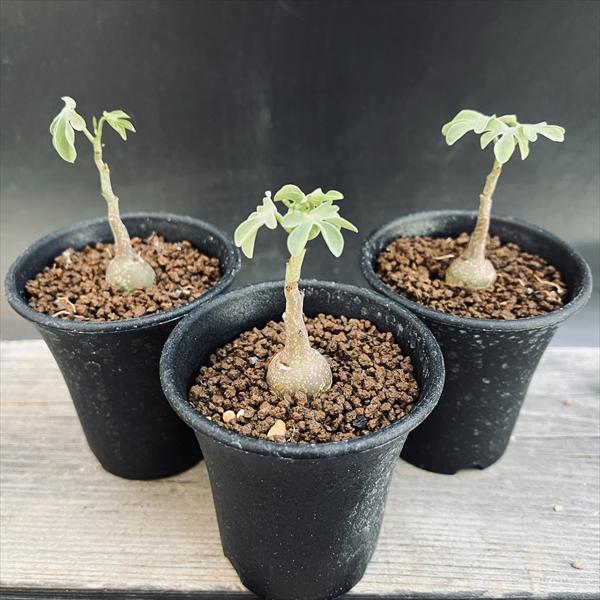 楽天市場】アデニア グラウカ(花・観葉植物|花・ガーデン・DIY 楽天市場】アデニア グラウカ(花・観葉植物|花・ガーデン・DIY