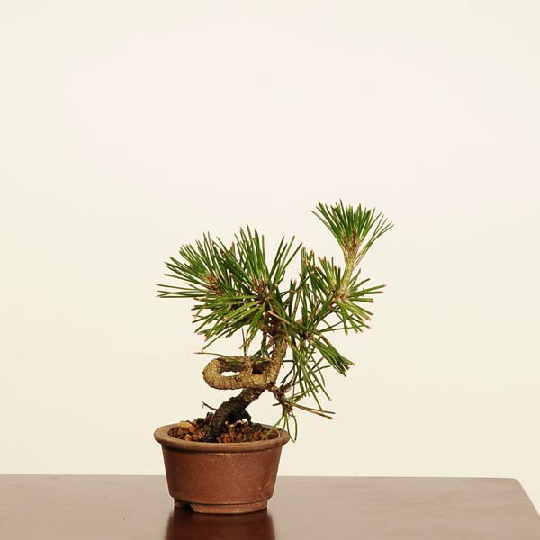 盆栽：三河黒松*現品 一点物 くろまつ クロマツ Kuromatsu bonsai ミニ盆栽