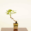 盆栽:銀杏(イチョウ)*現品 一点物 いちょう Icho bonsai ミニ盆栽