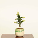 盆栽:初雪石化桧(ひのき)*現品 一点物 ヒノキ Hinoki bonsai ミニ盆栽