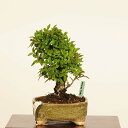 盆栽:楡欅(にれけやき) *現品 一点物 ニレケヤキ keyaki bonsai 小品盆栽