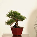 盆栽 :三河黒松*現品 一点物 くろまつ クロマツ Kuromatsu bonsai 小品盆栽