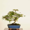 盆栽 特選:長良川紅葉*現品 一点物 もみじ ナガラガワモミジ Momiji bonsai 小品盆栽