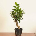 盆栽素材苗:がじゅまる*現品 一点物 ガジュマル Ficus microcarpa gajyumaru bonsai 小品盆栽