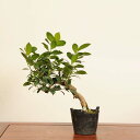 盆栽素材苗:がじゅまる*現品 一点物 ガジュマル Ficus microcarpa gajyumaru bonsai 小品盆栽