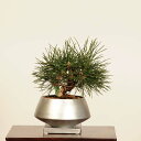 モダン盆栽 :三河黒松 受け皿付*一点物 男前シリーズ 現品 くろまつ クロマツ Kuromatsu bonsai 小品盆栽