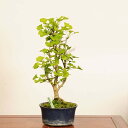 盆栽:大実銀杏(イチョウ・いちょう) *現品 一点物 Ginkgo biloba Icho bonsai 中品盆栽