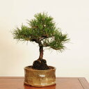 盆栽 :三河黒松* 現品 一点物 くろまつ クロマツ Kuromatsu bonsai 中品盆栽
