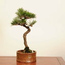 盆栽 :三河黒松* 現品 一点物 くろまつ クロマツ Kuromatsu bonsai 中品盆栽