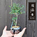 モダン盆栽:オリーブの木*(天目色丸陶器鉢)現品 一点物 olive ミニ盆栽