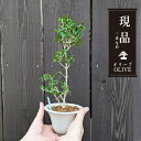 モダン盆栽:オリーブの木*(丸白ソリ国産陶器鉢)現品 一点物 olive ミニ盆栽