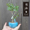 モダン盆栽:オリーブの木*(トルコブルー丸陶器鉢)現品 一点物 olive ミニ盆栽