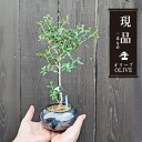 モダン盆栽:オリーブの木*(天目色モダン丸陶器鉢)現品 一点物 olive ミニ盆栽
