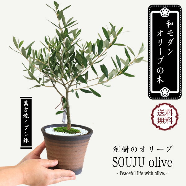 楽天市場】オリーブの木(サイズ(花束・観葉植物・盆栽)ミニ 楽天市場】オリーブの木(サイズ(花束・観葉植物・盆栽)ミニ