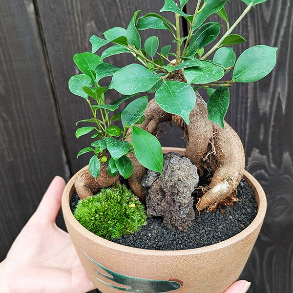 �ߺϡ�������ޥ�2�ܴ�*�����;�ȭ���ݡ��ٻκ������դ� ������ޤ� ¿���μ�bonsai