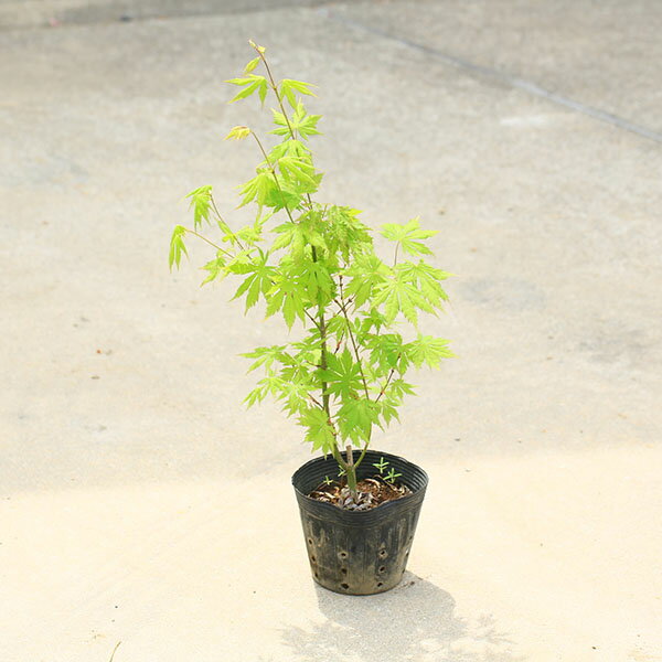 庭木・植木　 庭木苗