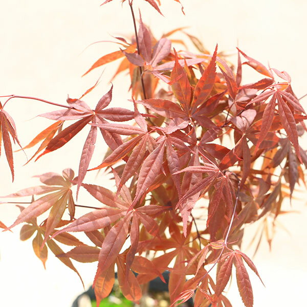 ���ڡ����ڡ� �����ġ��ϡ���¼��ߥ��ʤ��礦���礦�Τ���ߤ���*����ߤ������ա��ߺϡ��ġ����祦���祦�Υ��