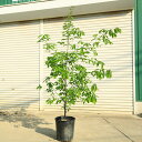 庭木・植木:コナラ(こなら)一本立ち 当店おまかせ品* 樹高:約150cm 全高170cm 佐川急便発送