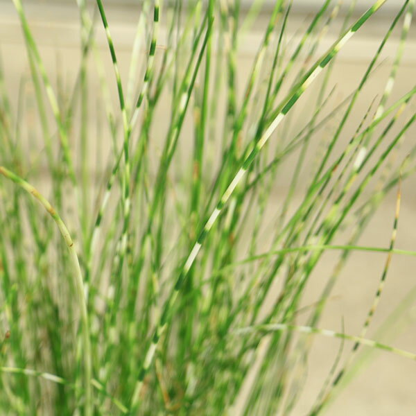 ���ڡ���忢ʪ��������ʪ�����ޥեȥ��ʤ��ޤդȤ���*�ʥեȥ�����������ӥ��ȡ��ס��ֺࡡ���տ�ʪ