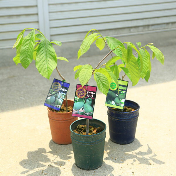 楽天市場】ポポー 接木苗の通販