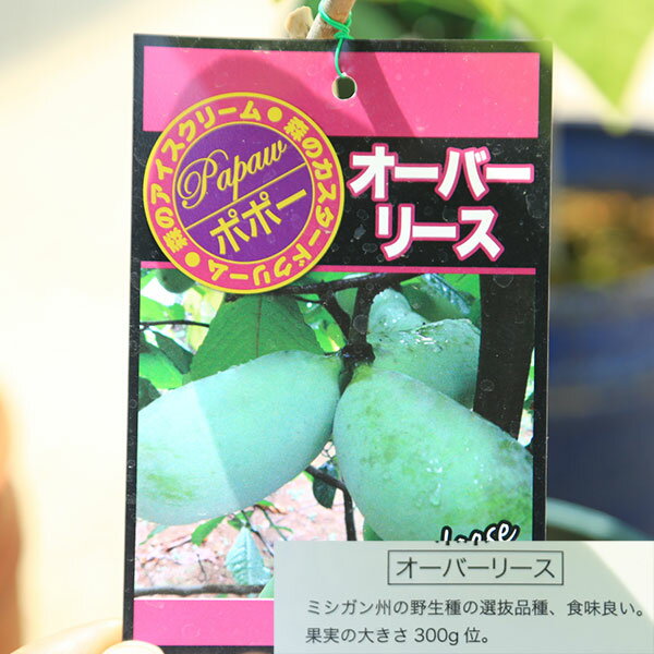 庭木・植木・果樹：ポポー（ポポーノキ）接木苗 5号* 低苗（ご希望の品種をお選びください)　ぽぽー