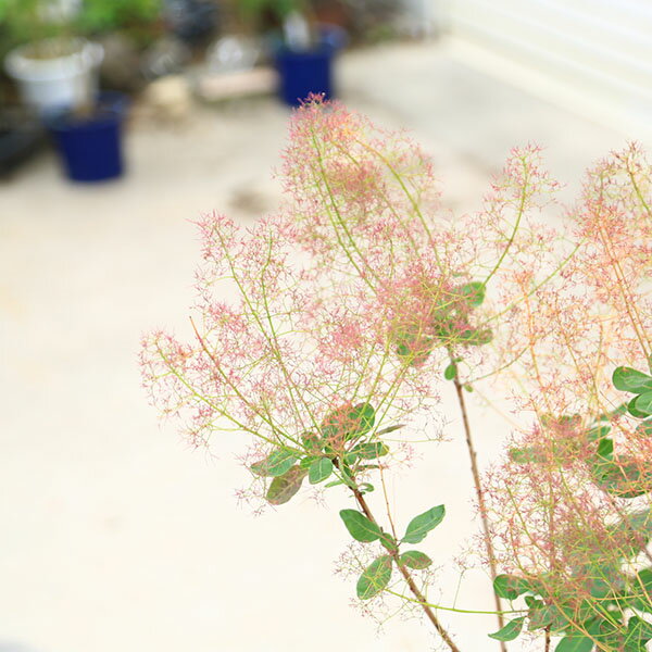 庭木　植木　苗：スモークツリー (煙の木)ルブリフォリウス*　現品限り　雌株　8号...