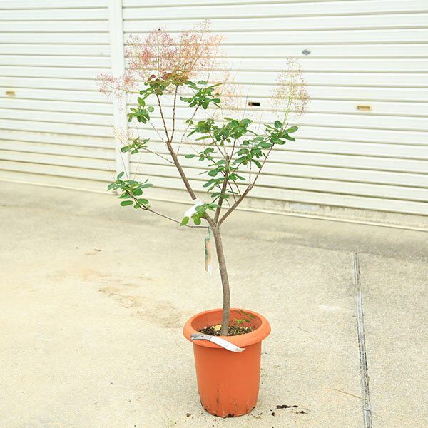 庭木　植木　苗：スモークツリー (煙の木)ルブリフォリウス*　現品限り　雌株　8号...
