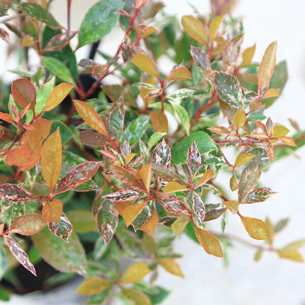 庭木　植木：矮性ベニカナメモチ（リトルフェンナ）リトルレッドロビン　5号*紅カ...
