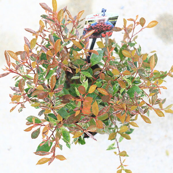 庭木　植木：矮性ベニカナメモチ（リトルフェンナ）リトルレッドロビン　5号*紅カ...