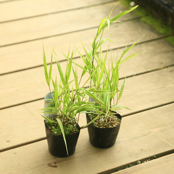 ���ڡ����� �������ɥ��С������������������áʤդ���դ���������*�ե���������2�����å�